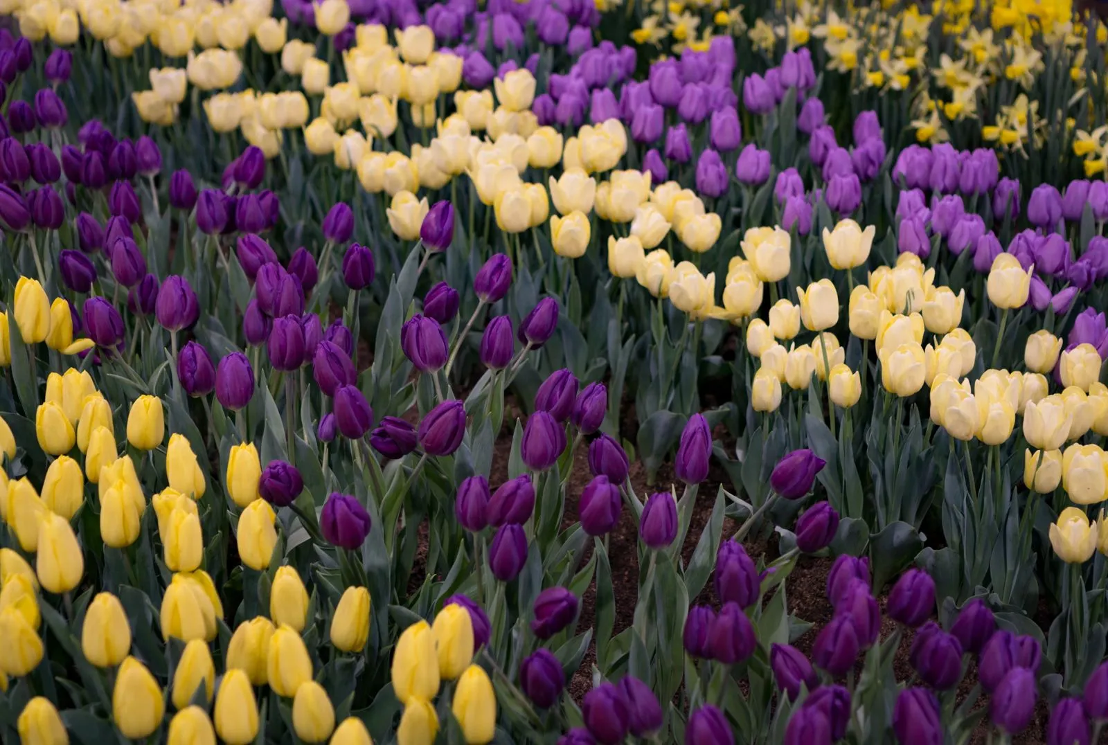 Cover Image for Philadelphia Flower Show 2018