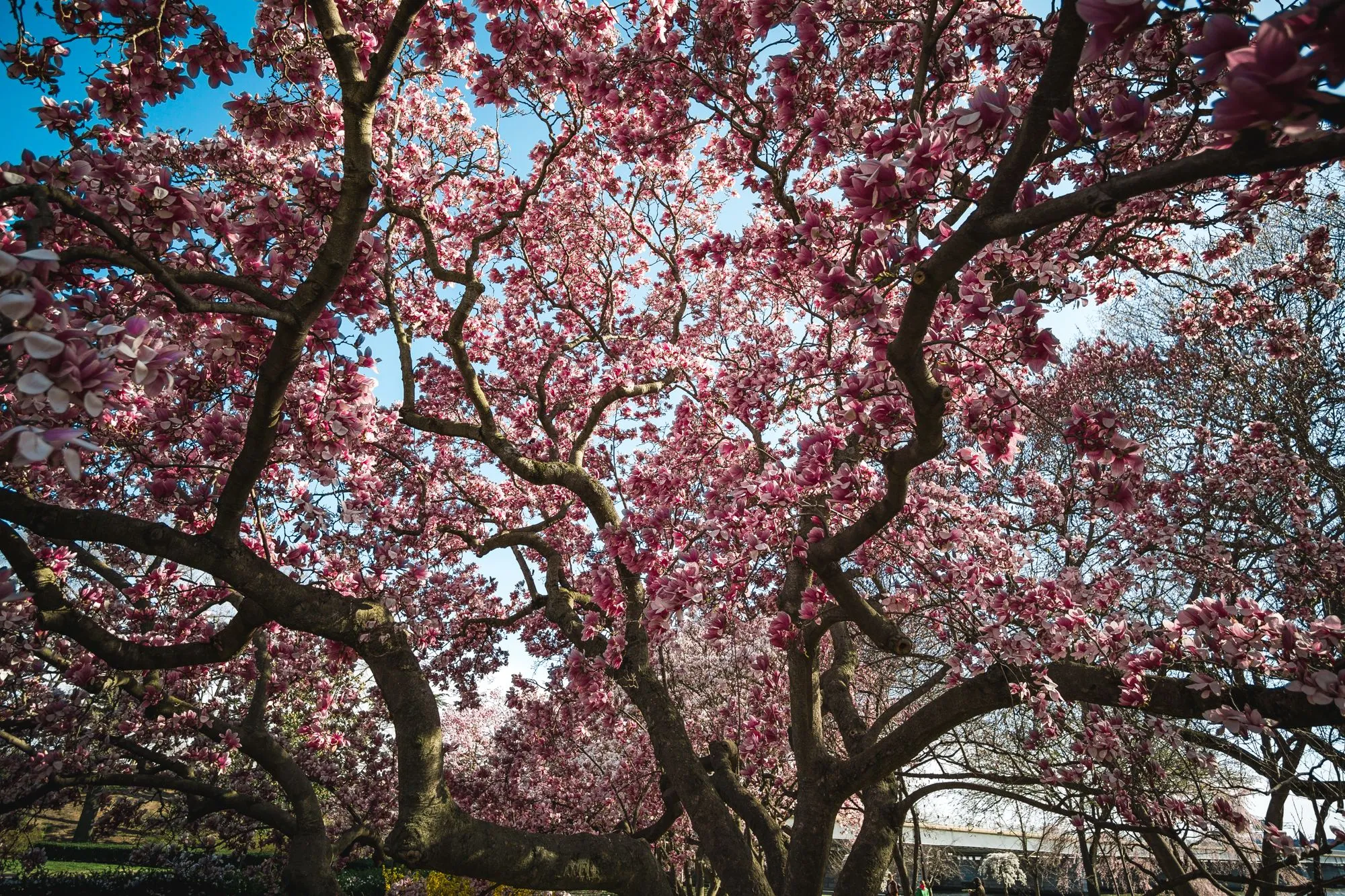 Cover Image for Cherry Blossoms