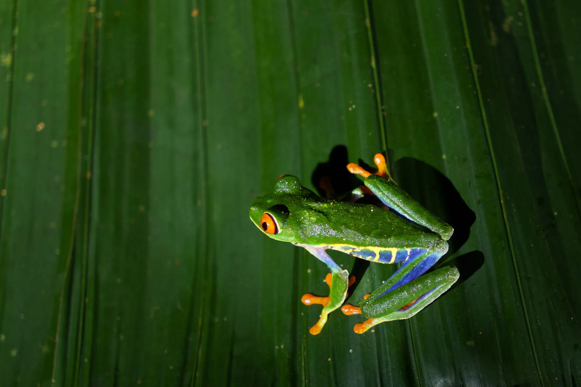 Cover Image for Costa Rica